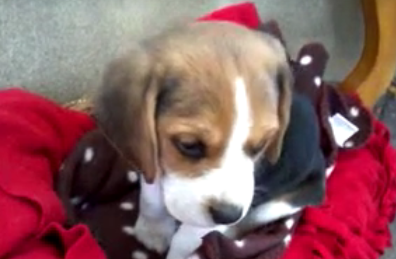 beagle pup sleeping