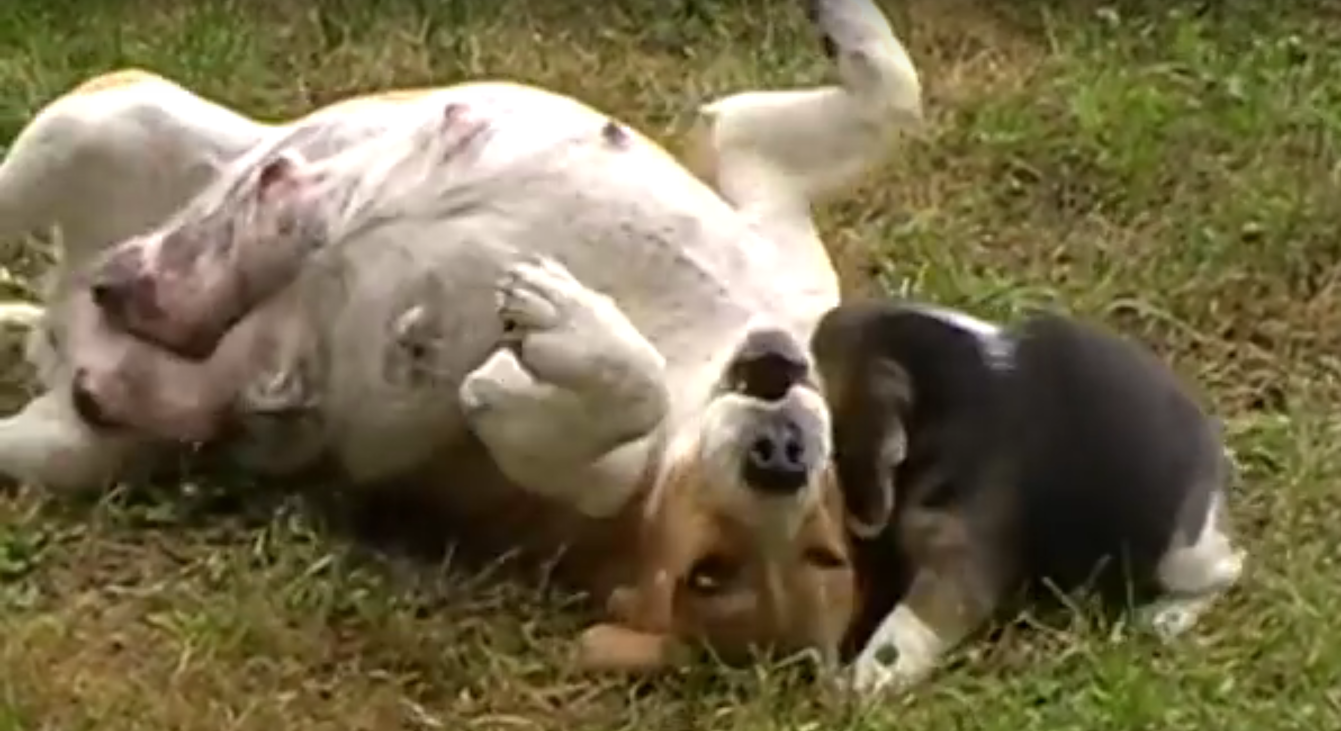 beagle puppy and mama