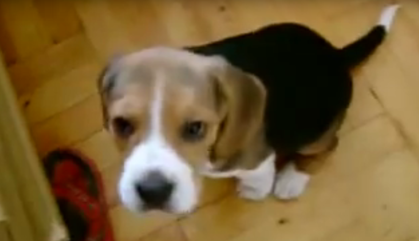 beagle puppy funny