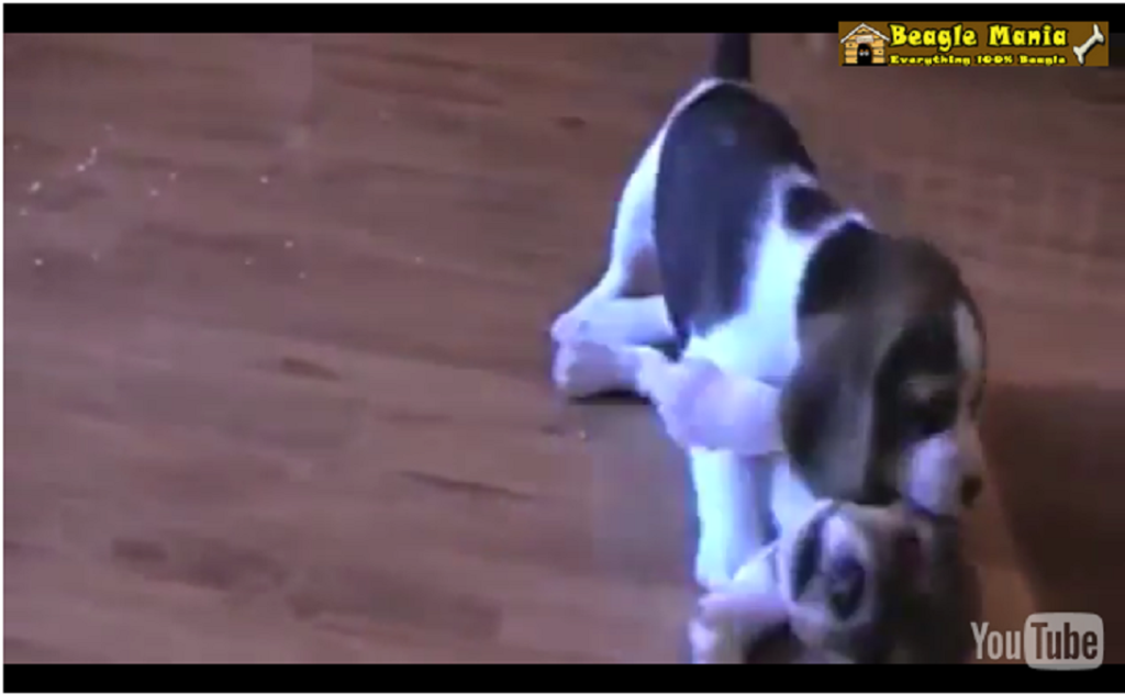 beagle-puppy-funny2