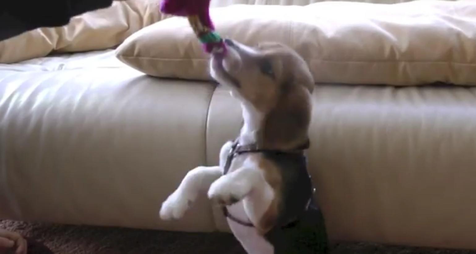 beagle puppy standing