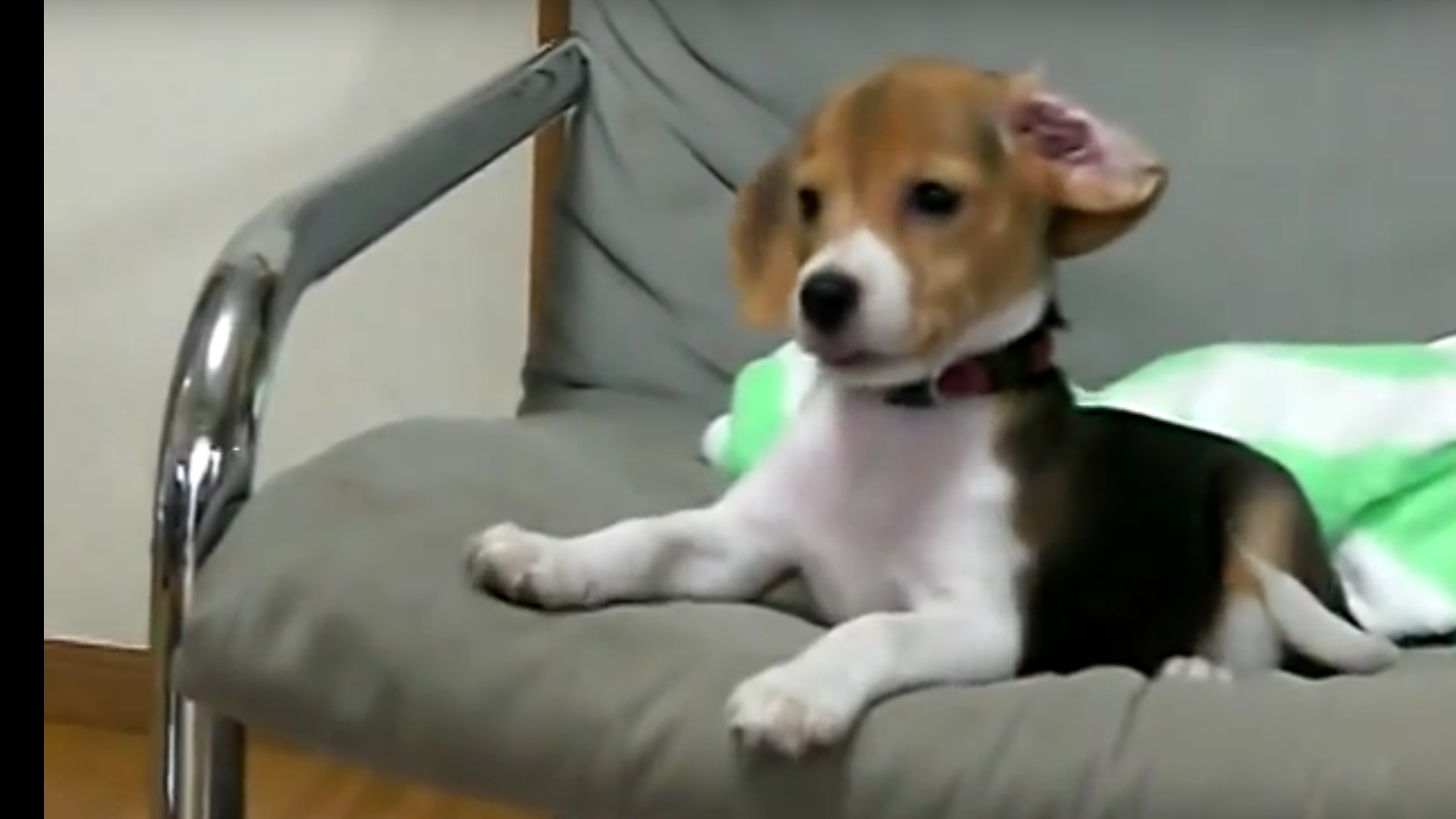 beagle trying to bark