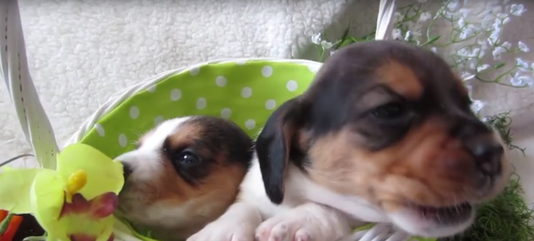 beagles in a basket