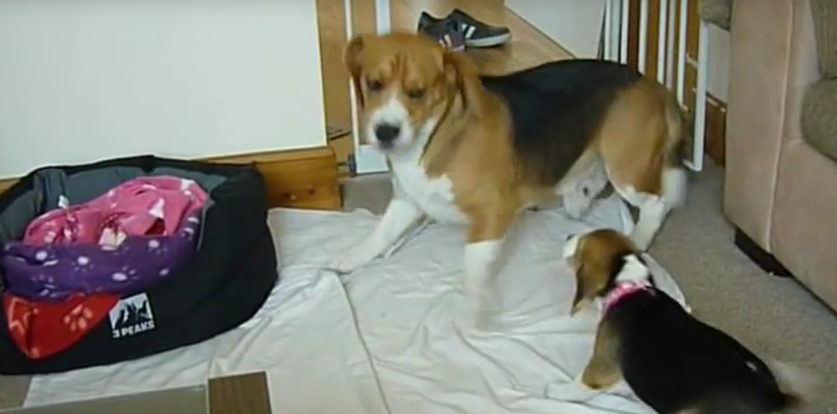 beagles puppy attacks