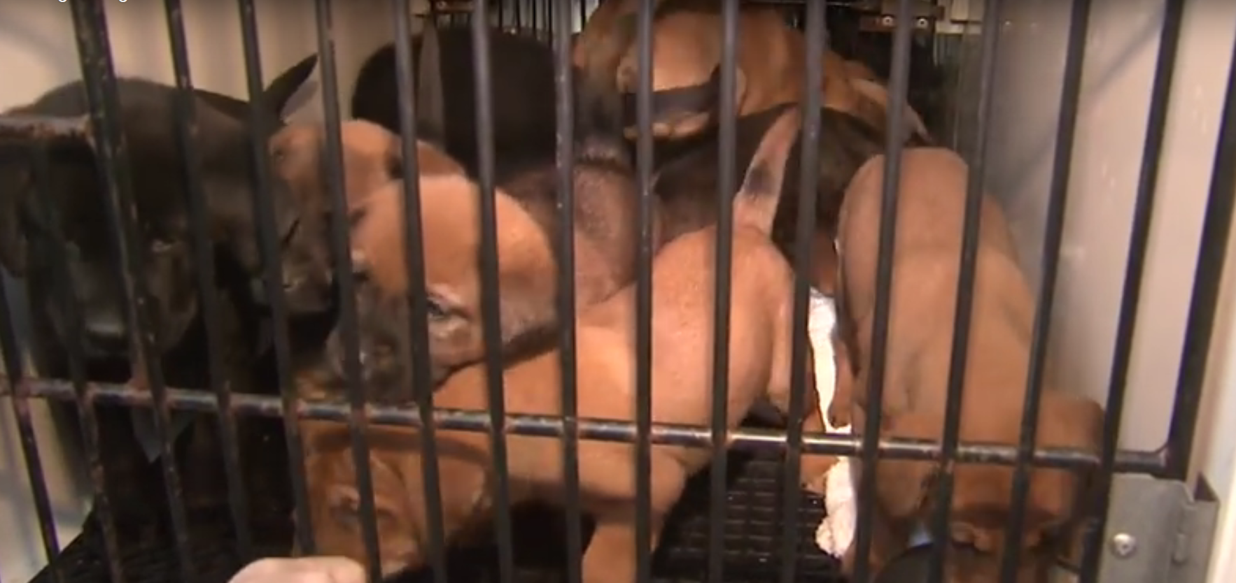 beagles rescued2