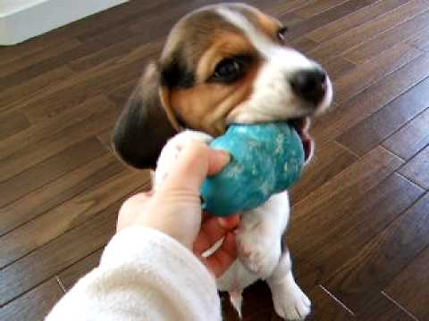 Two Month Old Adorable Beagle Puppy Thinks He’s King Of This Kong