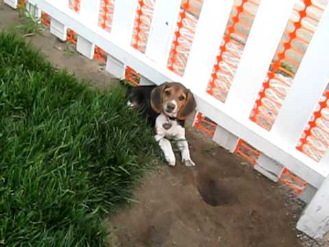 A A A A precious-energetic-beagle-pup-fi