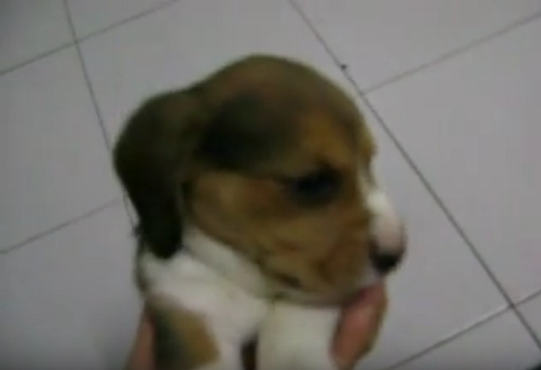 a beagle babies1