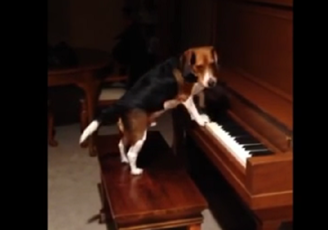 aaaa Beagle-sings-and-plays-piano3