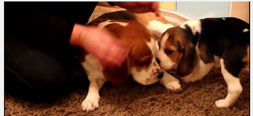 beagle-N-BABIE and pup2