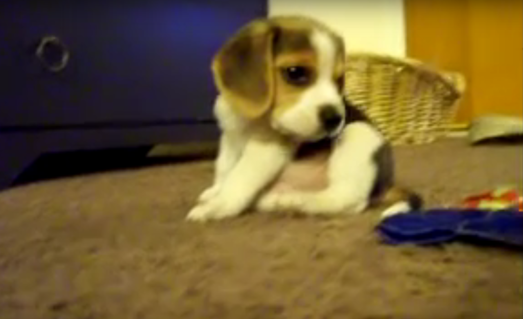 beagle awesome pups6