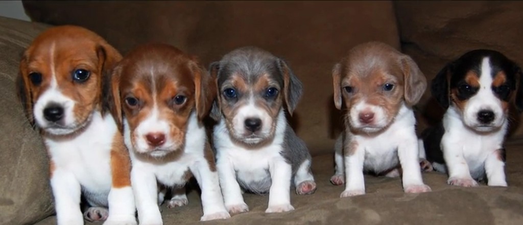 beagle colors2
