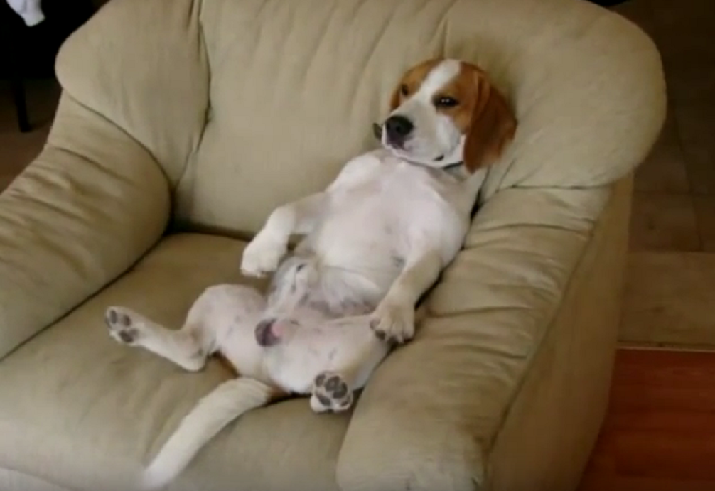 beagle hang