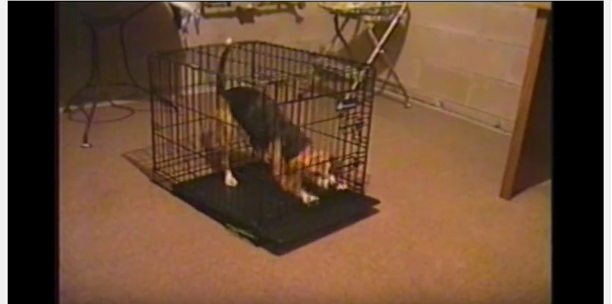 pups escape cage2