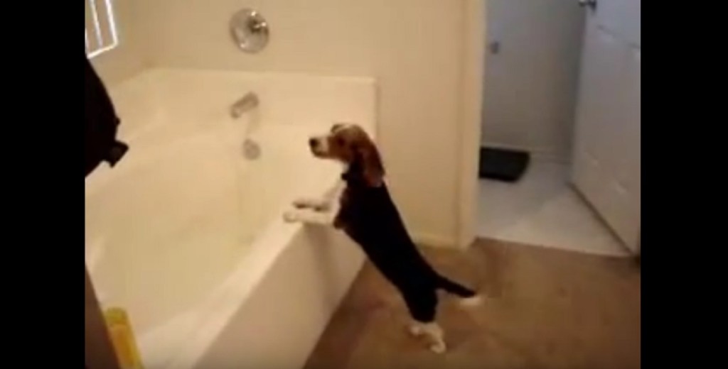 the-beautiful-beagle-bath2