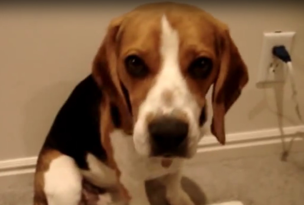 the-beautiful-beagle-bed2