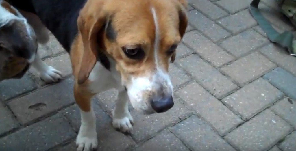 a beag baby freedom rescue