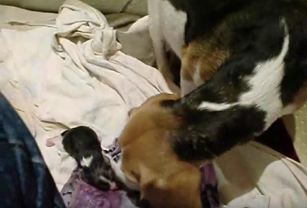 beagle-pregnant first newborn